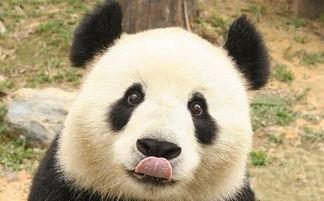 谭竹熊猫吃瓜网黑料网曝门,揭秘网络舆论的暗流涌动